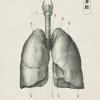 Metal Lungs