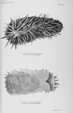 Grayscale scientific drawing of a nudibranch, a spercies of sea slug