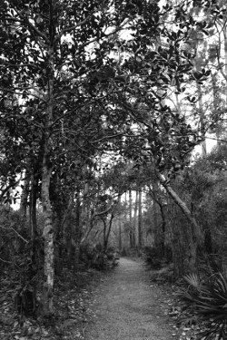 Black and white photograph of a path in a forest