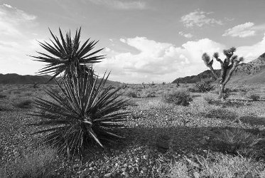 Black and white photograph of the Mojave Desert, with mountains in the background and scrub and gravel in the foreground