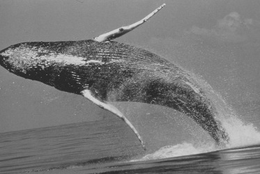 Black and white photo of a humpback whale breaching