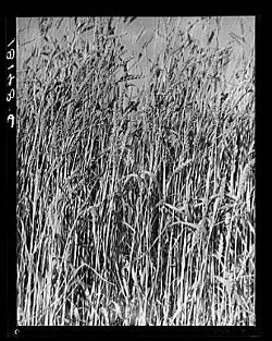 Photograph of a wheat field in stark black and white