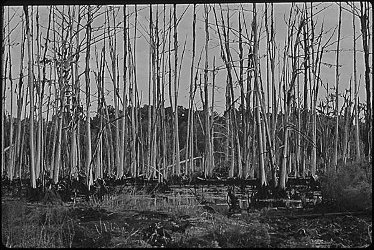 Bayou Segnette, Louisiana: giant virgin cypress trees killed by petroleum sludge runoff, 1972